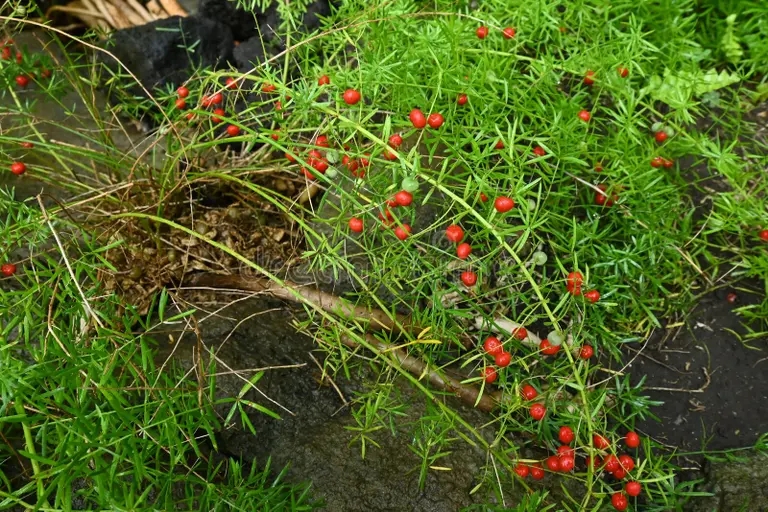 bayas de esparragos asparagaceae dioeciano plantas perennes 265072800 - Аспарагус