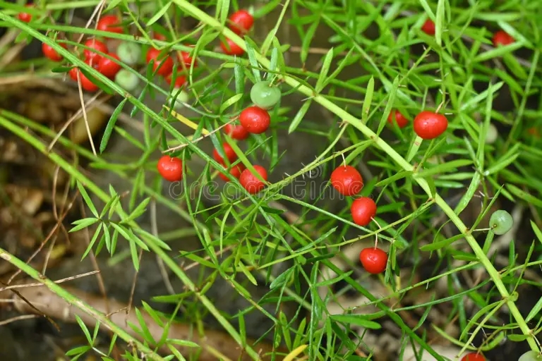 bayas de esparragos asparagaceae dioeciano plantas perennes 265072804 - Аспарагус