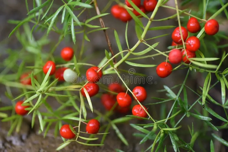 bayas de esparragos asparagaceae dioeciano plantas perennes 265072806 - Аспарагус
