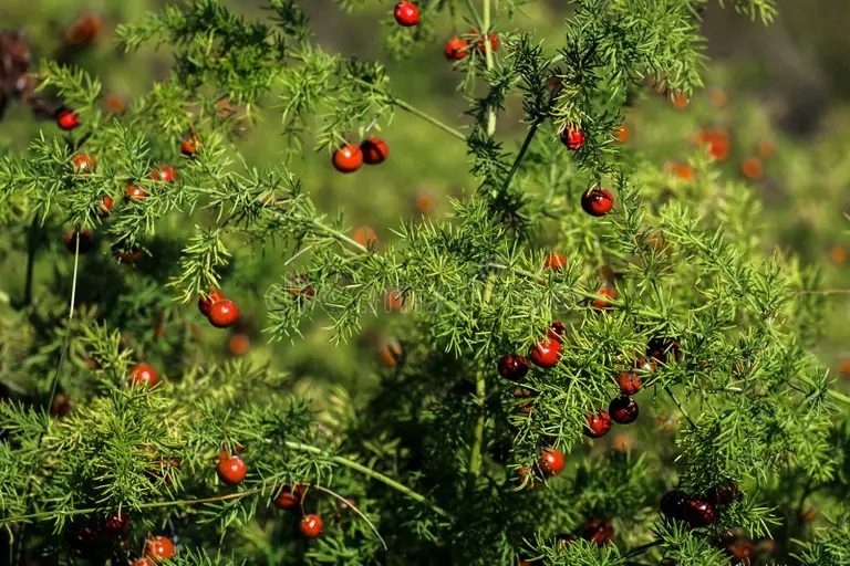 bayas rojas de esparrago asparagio officinalis 171247995 - Аспарагус