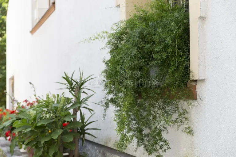 bella ampolla retorcida planta esparagus densiflorus en una olla paisajismo follaje esparcimiento de esparragos helechos nombre 265417317 1 - Аспарагус