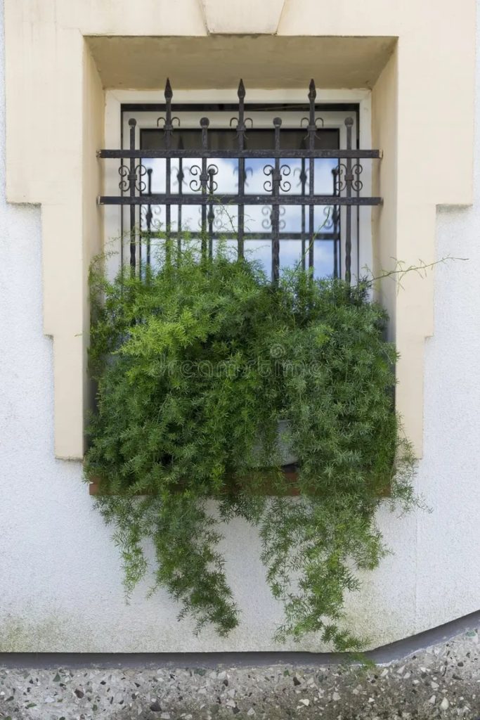 bella planta de esparragos densiflorus en una olla ampelosa decorativa la ventana esparagus casa como ejemplo uso paisajismo 254201101 683x1024 - Аспарагус