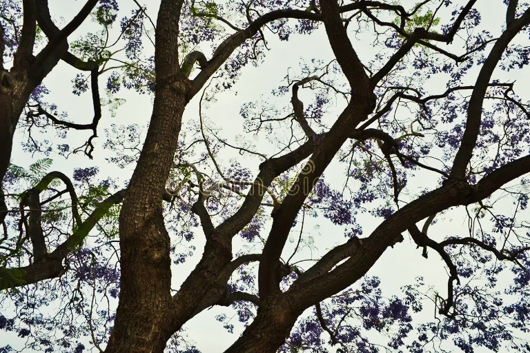Жакаранда, Дальбергия черная (Dalbergia nigra) Жакаранда, Дальбергия черная (Dalbergia nigra)