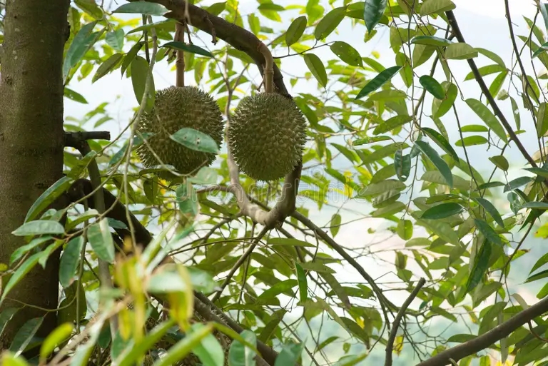 Дуриан blackthorn durian tree malaysia famous king fruits 153941898 - Дуриан