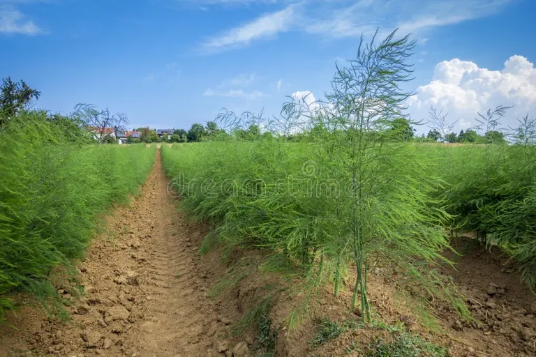 campo del esparrago en verano 121354076 - Аспарагус