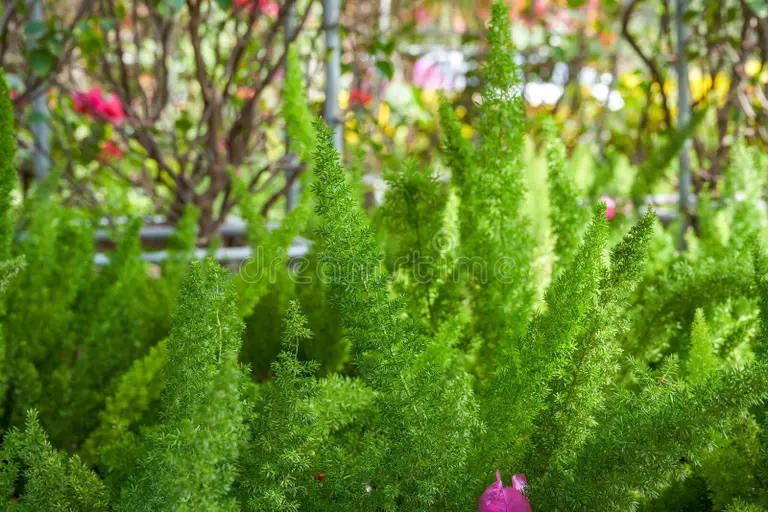 cierre de esparragos verdes exuberantes que crecen en el jardin 288269956 - Аспарагус