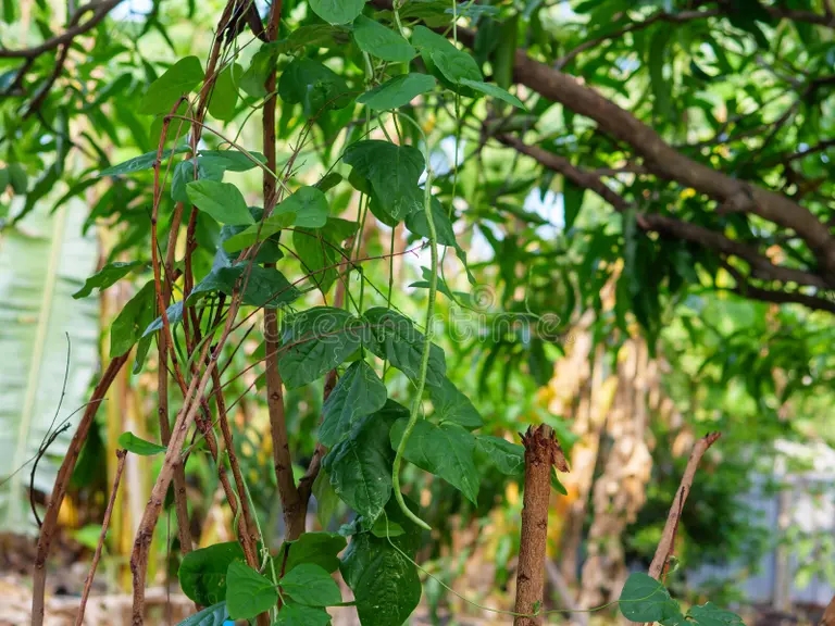 cierre de la planta organica esparragos habas esparrago yardlong o frijol largo chino fondo natural concepto agricultura en el 225864089 - Аспарагус