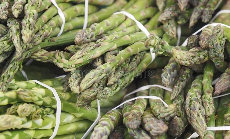 cierre de racimos esparragos verdes en un mercado alimentos macro 186870519 - Аспарагус