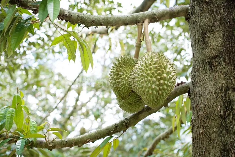 Дуриан closeup durian tree close up 84066504 - Дуриан