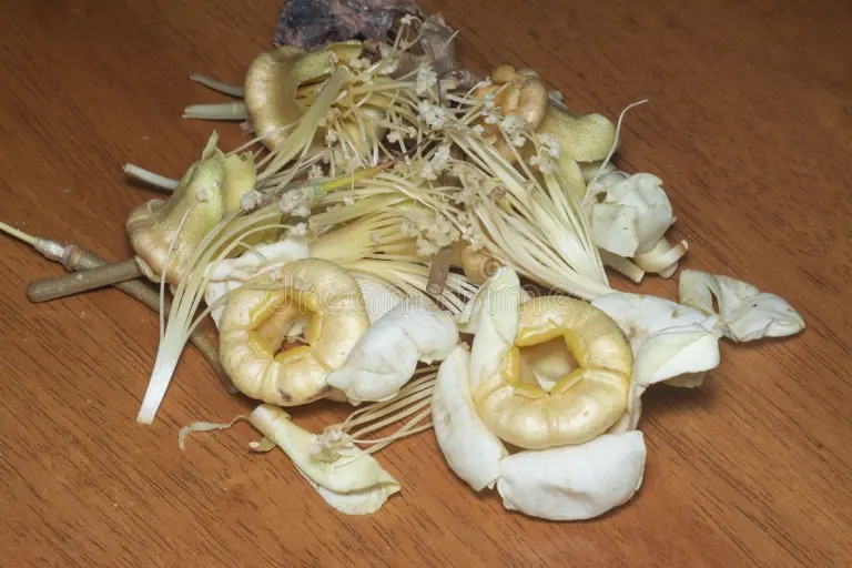 Дуриан closeup fallen durio zibethinus flower close up image fallen durio zibethinus flower 263298382 - Дуриан