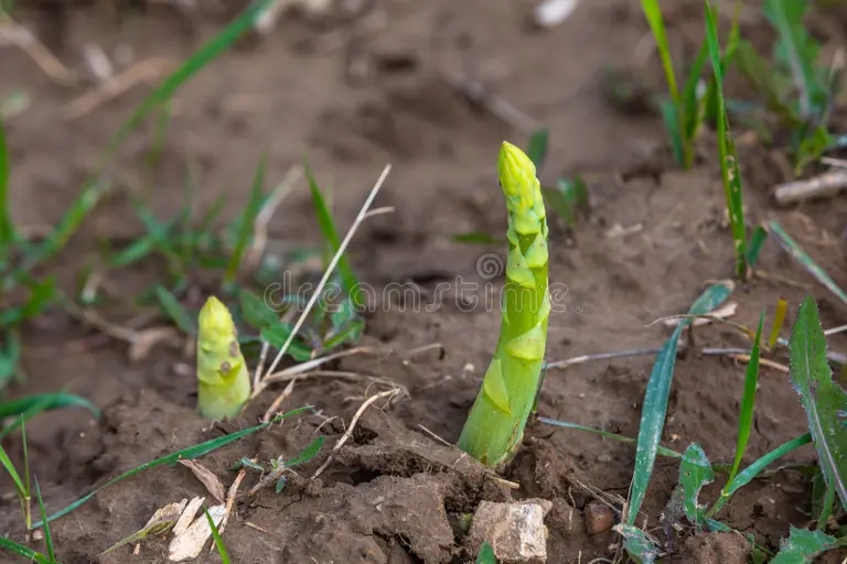 crecimiento de esparragos jovenes brotes que crecen en el campo 247202293 - Аспарагус