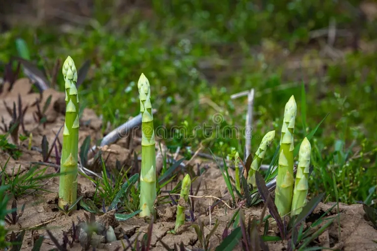 crecimiento de esparragos verdes sanos que crecen en el campo 276588957 - Аспарагус