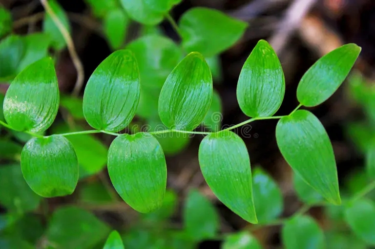 creeper bridalveil asparagoides sparzhi sassapareli mysa svadebnyj zelenye list 177535745 - Аспарагус