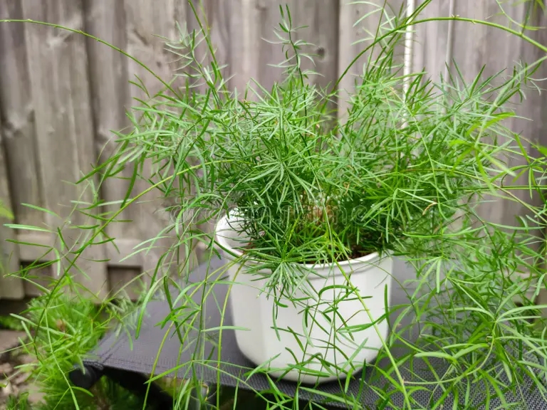 criadero de esparragos en una olla planta aislada blanca asparagus sprengeri 222489320 - Аспарагус