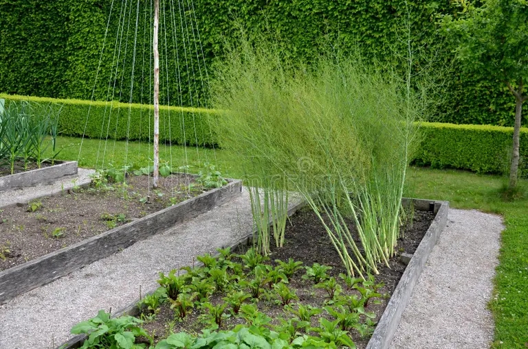 cultivar verduras en el jardin de madera elevada roble bordeada parterres florales con coberturas cortadas paja filas beetroo 248975068 - Аспарагус