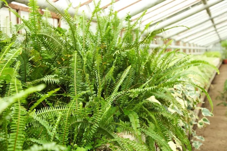 cultivo del esparrago hermoso de la planta verde en invernadero 141253201 - Аспарагус