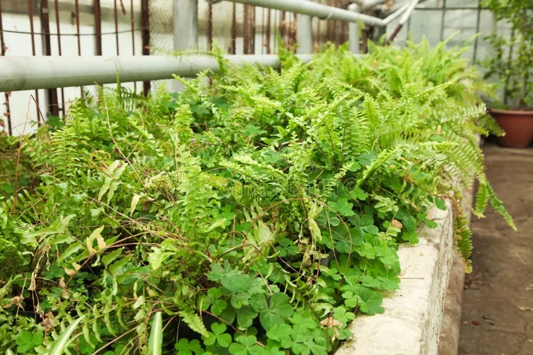 cultivo del esparrago hermoso de la planta verde en invernadero 141253227 - Аспарагус