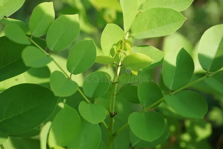 Палисандр dalbergia latifolia aven kand som sonokeling sanakeling rosewood med naturlig bakgrund kallade 230851929 - Палисандр
