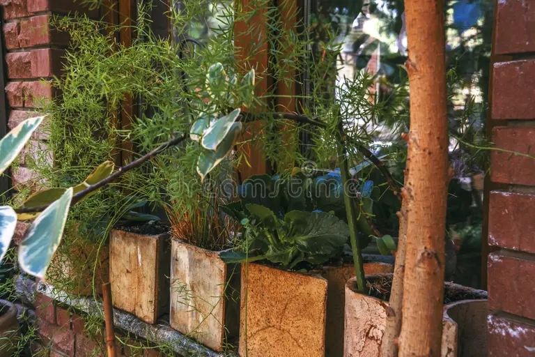 decoracion de la ventana con macetas plantas como el esparrago kalanchoe y luz las estrellas ficus biofilia concepto ecologico 221037633 - Аспарагус
