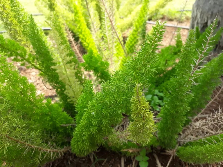 densiflorus del esparrago 126448545 - Аспарагус