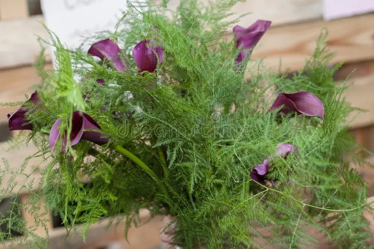 disposicion floral de zantedeschia purpura y esparragos 303140693 - Аспарагус
