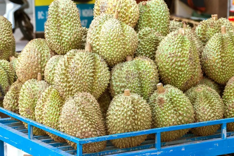 Дуриан durian fruits asian market stall exotic tropical delicacy 86234429 - Дуриан