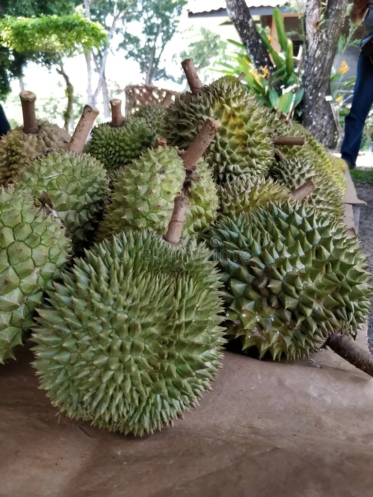 Дуриан durian fruits fruit several tree species belonging to genus durio there recognised least nine which produce 121312623 - Дуриан