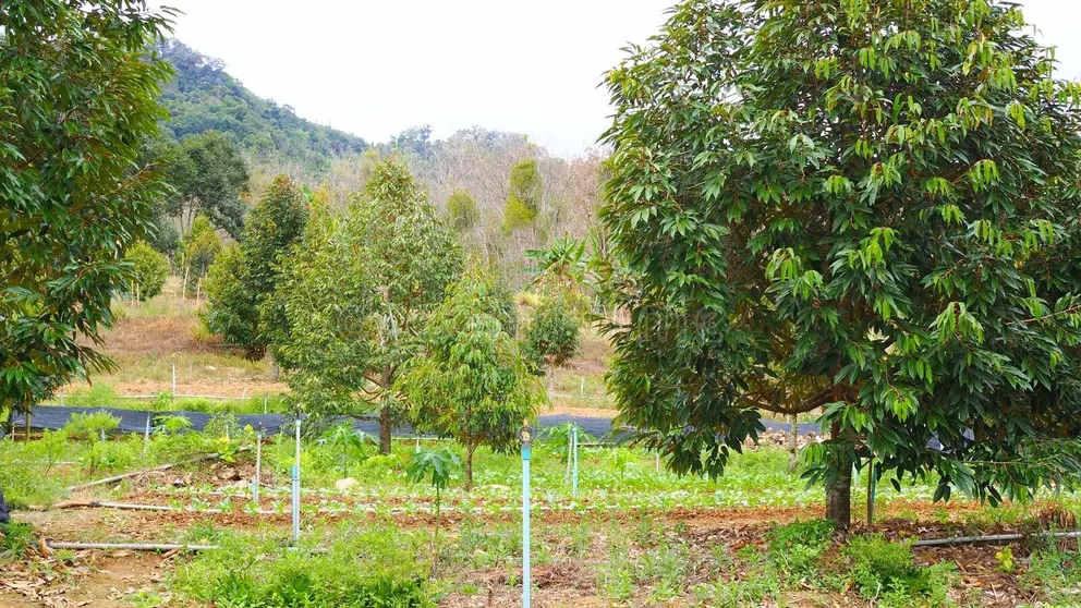Дуриан durian tree durian garden thailand space your text ecological concept malvaceae durio bombacaceae phuang mani durian 157708728 - Дуриан