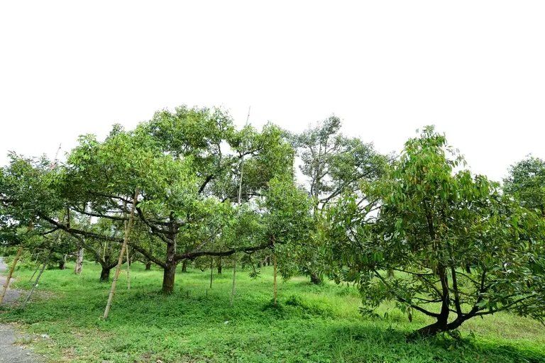 Дуриан durian trees lush green cultivated orchard garden chantaburi province thailand 264979917 - Дуриан