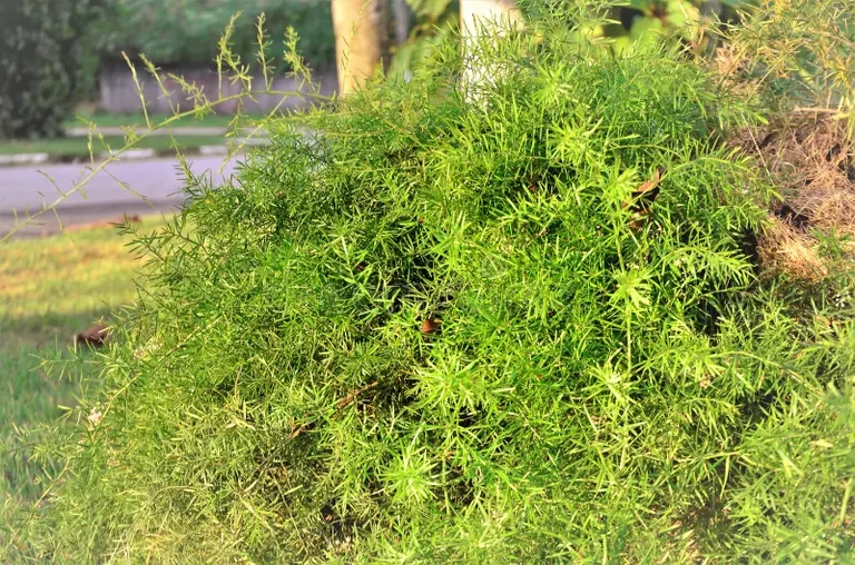 el follaje de esparragos densiflorus sprengeri en jardin creciendo la plaza costa norte sao paulo 212958205 - Аспарагус