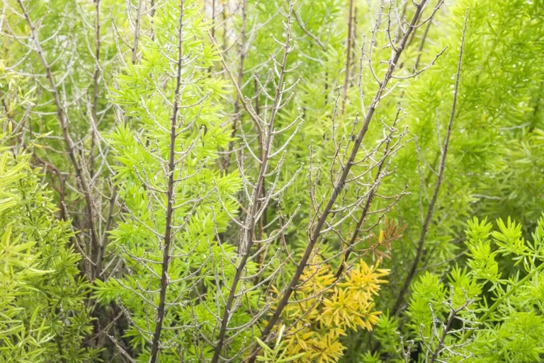 el helecho de esparrago planto las plantas ornamentales de un jardin 90765645 - Аспарагус