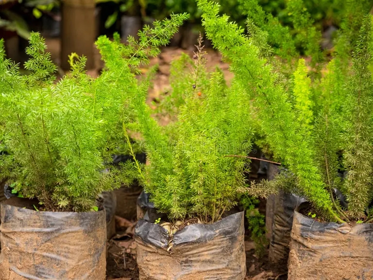 el helecho de los esparragos o la cola zorra del penacho densiflorus listo para ser plantadas en un jardin medellin colombia 201730436 - Аспарагус