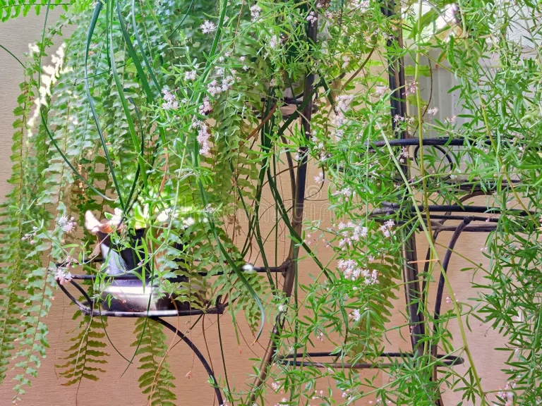 entre la coleccion de plantas interiores el esparrago florece en rosa palido planta esparragos un color 210302205 - Аспарагус