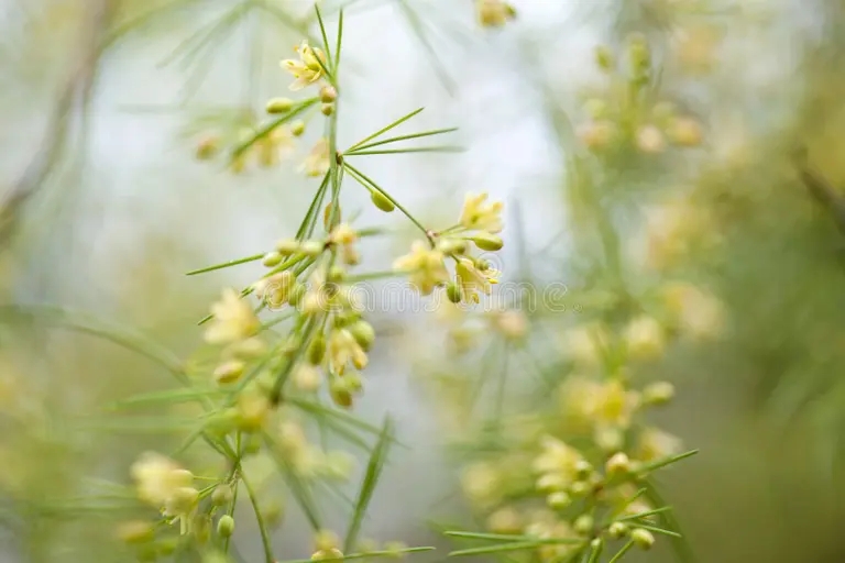 escoparagus florido flora de gran canaria asparagus scoparius fondo floral natural 154779950 - Аспарагус