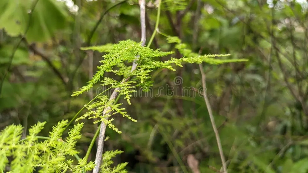 esparagus plumosus es una hermosa planta esponjosa que crece en un parque lisboa foto de alta calidad 278852368 - Аспарагус