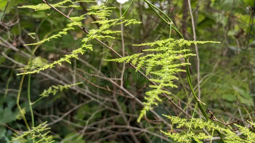 esparagus plumosus es una hermosa planta esponjosa que crece en un parque lisboa foto de alta calidad 278852388 - Аспарагус