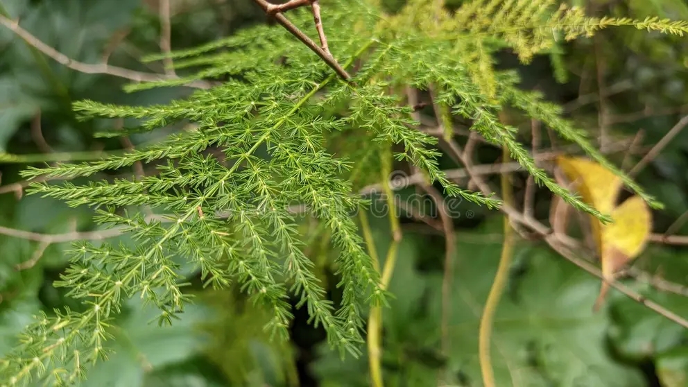 esparagus plumosus es una hermosa planta esponjosa que crece en un parque lisboa foto de alta calidad 278852419 - Аспарагус