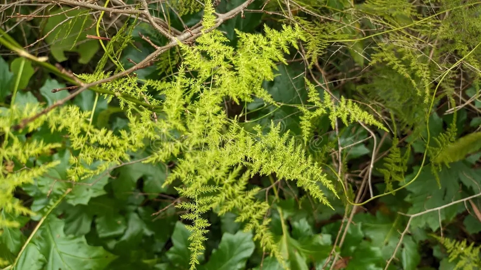 esparagus plumosus es una hermosa planta esponjosa que crece en un parque lisboa foto de alta calidad 278852448 - Аспарагус