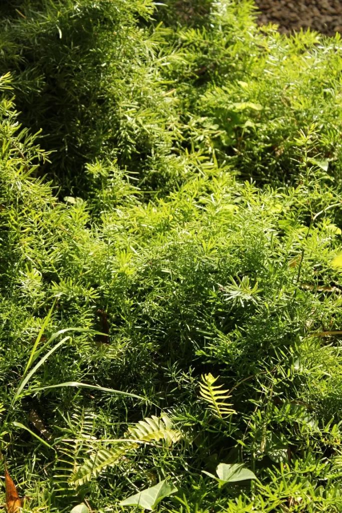 esparrago densiflorus en el jardin 116300533 683x1024 - Аспарагус