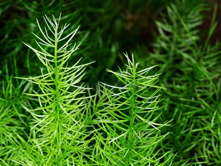 esparrago densiflorus sprengeri o helecho de 118753371 - Аспарагус