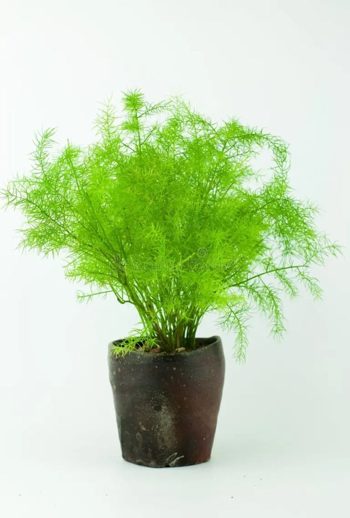 esparrago fern foxtail fern en taza de te 92238464 692x1024 - Аспарагус