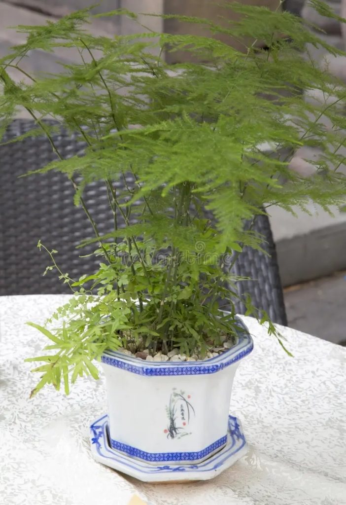 esparrago hermoso de la planta 46116916 702x1024 - Аспарагус