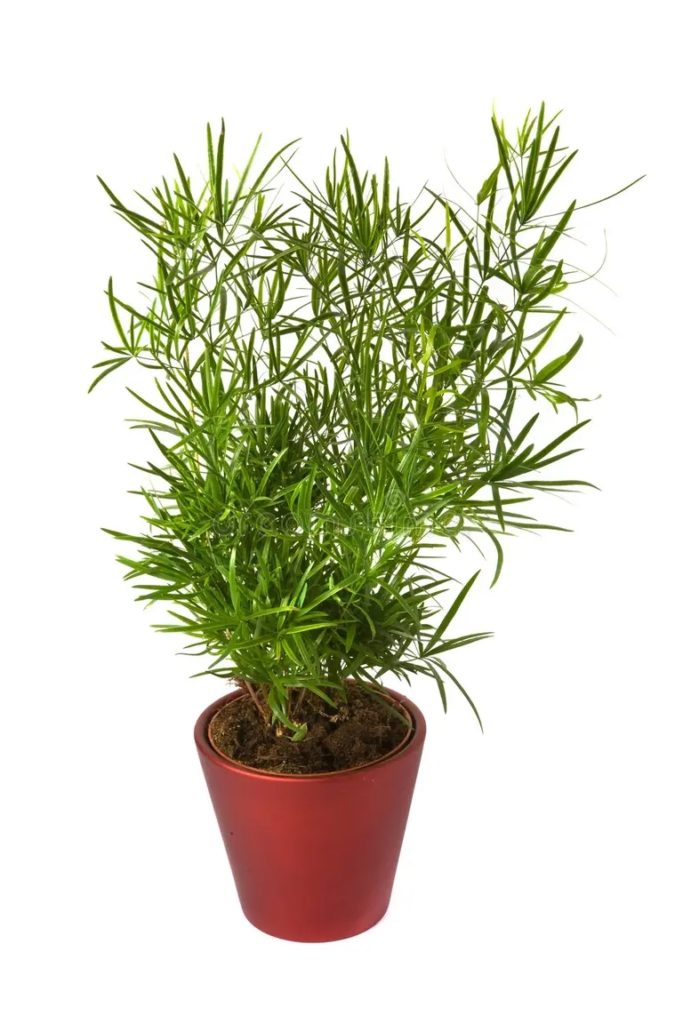 esparrago sprengeri 3615935 1 683x1024 - Аспарагус