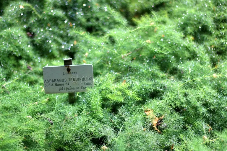 esparrago tenuifolius 95466799 - Аспарагус