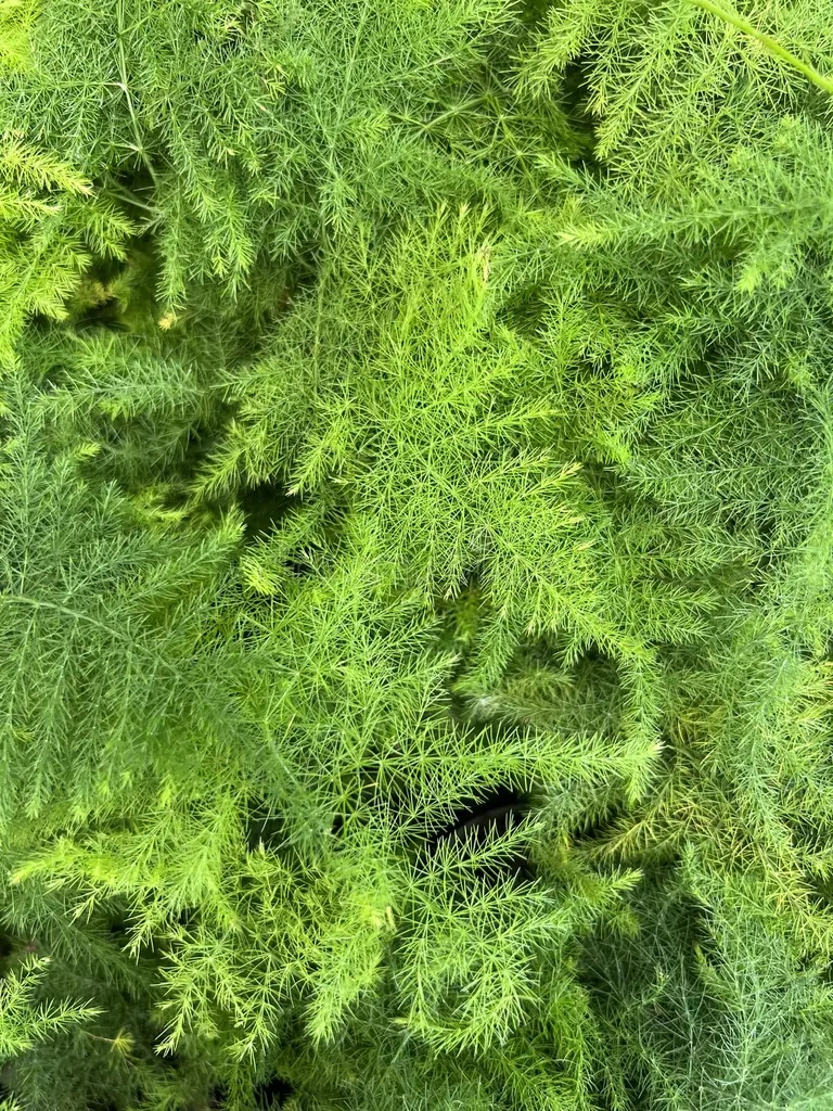 esparrago verde fresco hierba de helecho hojas macro brillante fondo natural bello 250848248 - Аспарагус