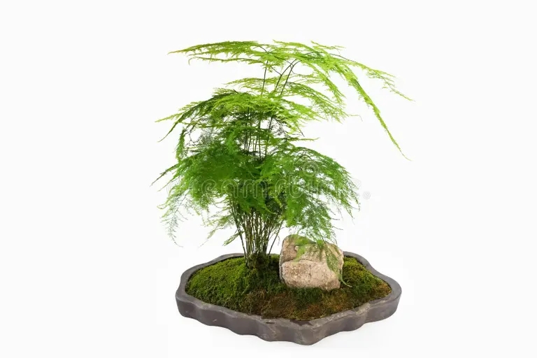 esparrago verde helecho bonsai aislado en fondo blanco 209547510 - Аспарагус