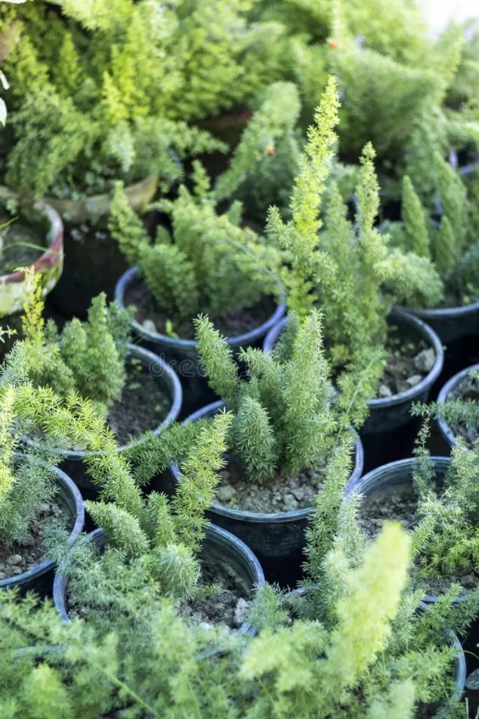 esparragos de foxtail plantas helecho en macetas 240587431 683x1024 - Аспарагус