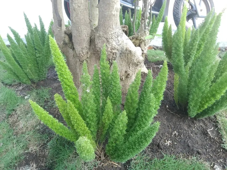 esparragos densiflorus plantas ornamentales hojas verdes hermoso fondo 249883232 - Аспарагус