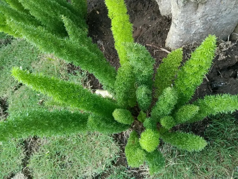 esparragos densiflorus plantas ornamentales hojas verdes hermoso fondo 249883247 - Аспарагус