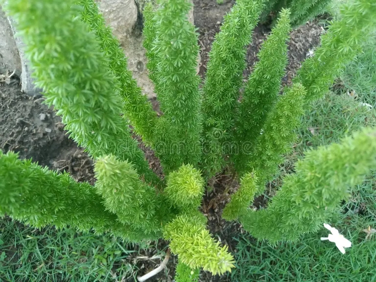 esparragos densiflorus plantas ornamentales hojas verdes hermoso fondo 249883274 - Аспарагус